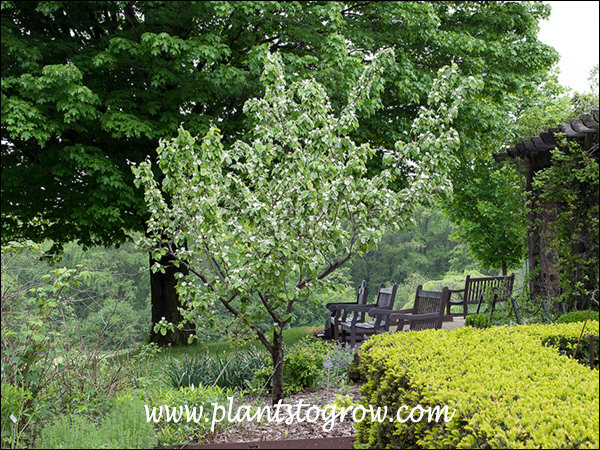 A small tree in bloom by the Herb Garden.